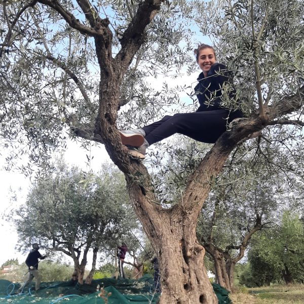 Olive harvest and extravirgin experience